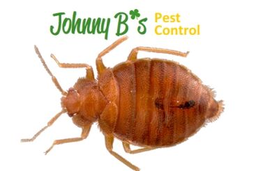 bedbugjb bed bug removal south boston