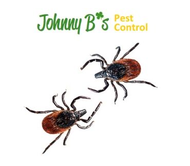 ticks2jb South Boston Tick Removal