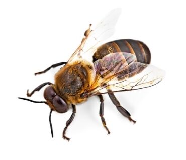 48315445 – bee.