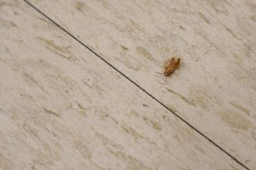 BB-Pest-Photos-2019-27-min