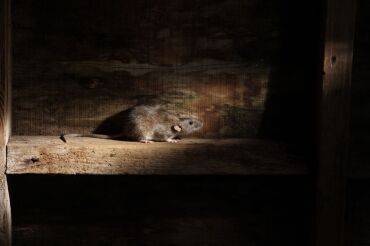Brown rat, Rattus norvegicus Boston Mouse Control