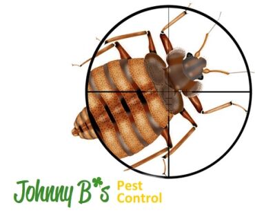 sniperbedbugjb Quincy Pest Control