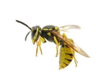 12365423 – wasp isolated on white background