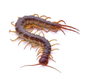 centipede on white background Boston Pest Control