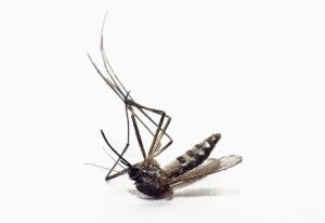 httpdevelopment.innovativepestsolutions.compest-controlmosquitos