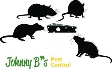 ratcartoonjb South boston Rodent Control