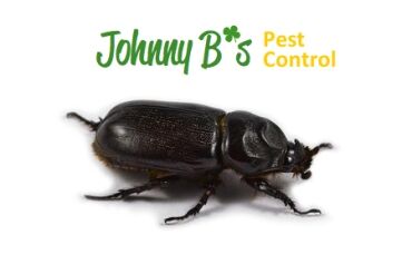 beetlesjb South Boston Pest Control
