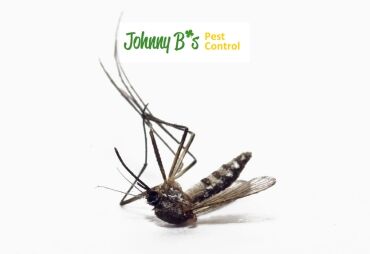 mosqutojb