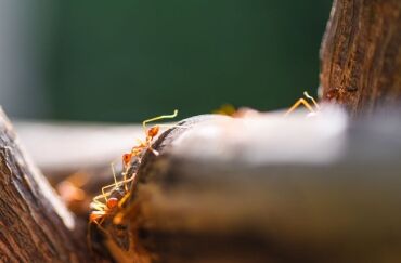 Close up fire ant walk macro shot insect in nature red ant is ve