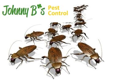 roachjb South Boston Pest Control