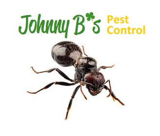 Ants JB Boston Ants